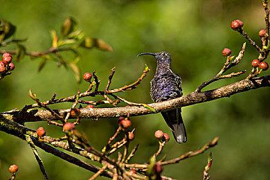 《真女神转生5》恶魔介绍：上帝之母马利亚